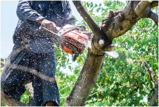 tree services Marty